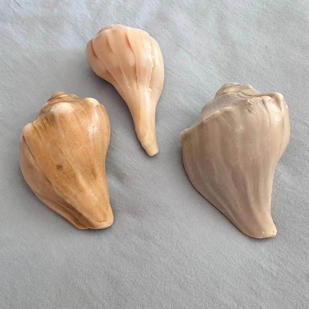 Natural Conch Shells, Set of 3, each 4.25-4.5
